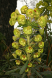 Euphorbia characias subsp. wulfenii RCP4-2013 169.JPG